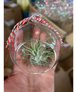 Terariu mic - 8cm din sticla, 1 planta aeriena Tillandsia
