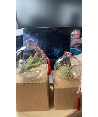 Terariu mic - 8cm din sticla, 1 planta aeriena Tillandsia