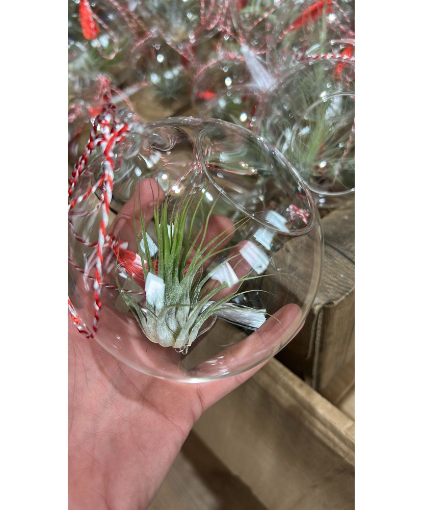Terariu mic - 10cm din sticla, 1 planta aeriena Tillandsia