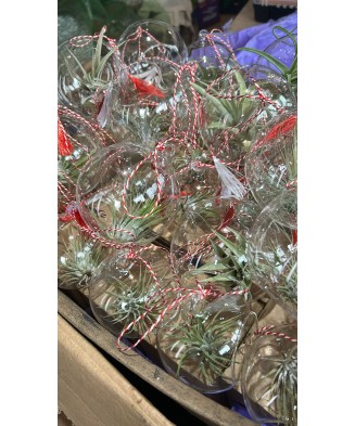 Terariu mic - 10cm din sticla, 1 planta aeriena Tillandsia