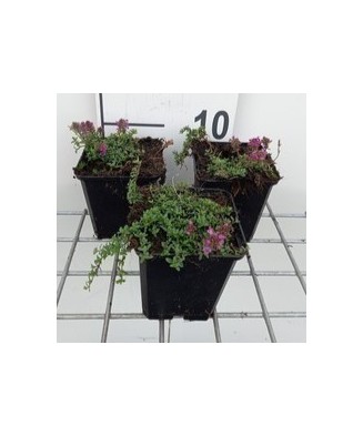 Planta, Thymus praecox ‘Red...