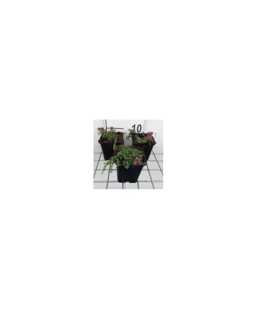 Planta, Thymus praecox ‘Red Carpet’ – Cimbrișor roșu (ghiveci P10)