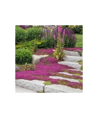 Planta, Thymus praecox ‘Red Carpet’ – Cimbrișor roșu (ghiveci P10)