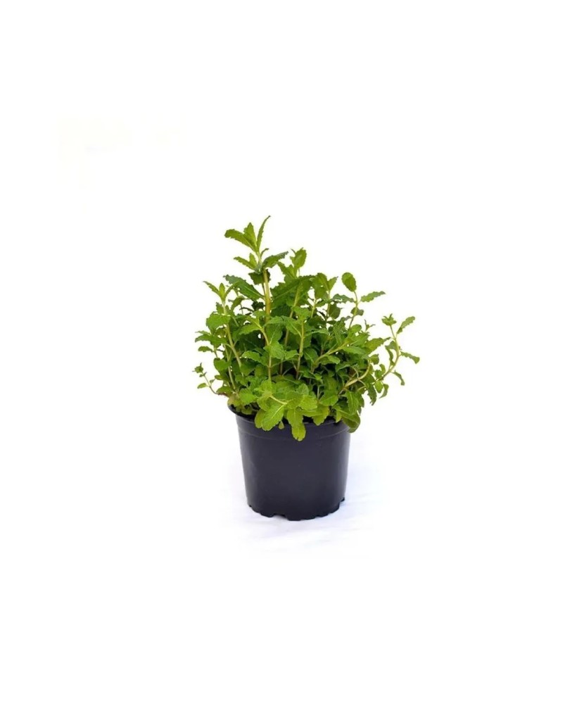 Planta aromatica, Menta ‘AppleMint’, Mentă cu aromă de măr, Mentha suaveolens, (ghiveci P10)