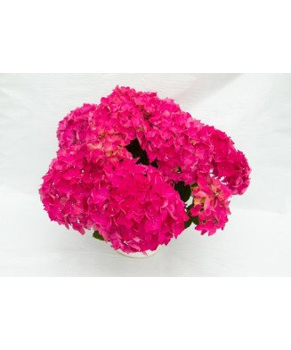 Planta la ghiveci, Hortensia, Hortensie Magenta Power, Ghiveci 13 cm