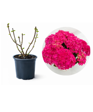 Planta la ghiveci, Hortensia, Hortensie Magenta Power, Ghiveci 13 cm