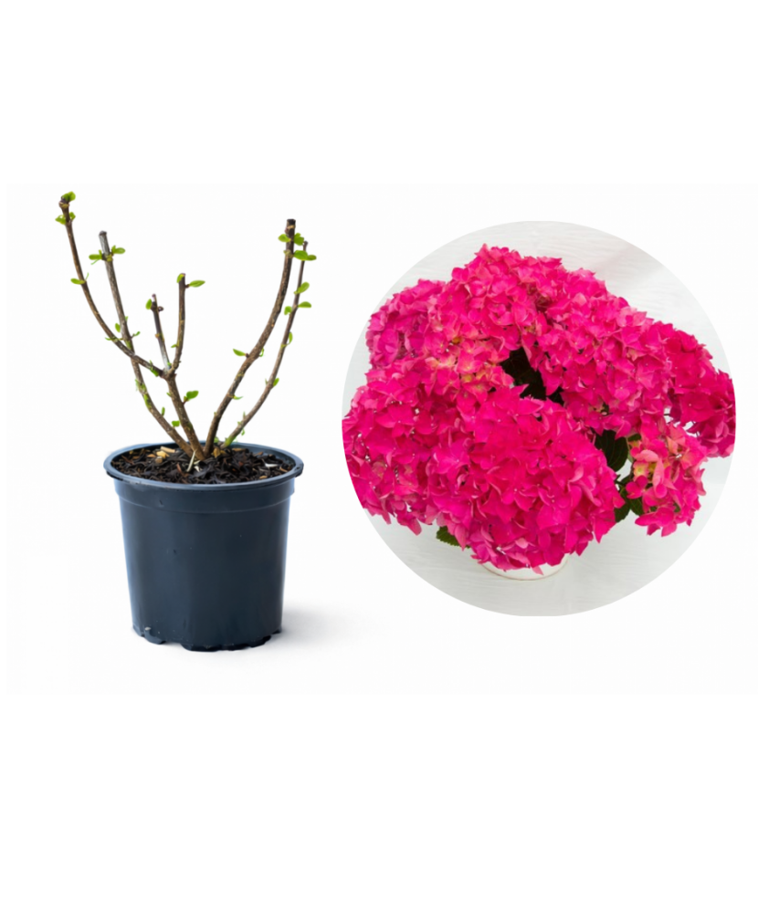 Planta la ghiveci, Hortensia, Hortensie Magenta Power, Ghiveci 13 cm