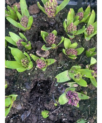 Pachet zambile la ghiveci inradacinate, mix culori, 4 ghivece, roz, albastru, alb, P10