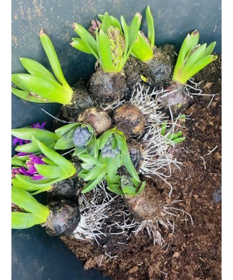 Pachet zambile la ghiveci inradacinate, mix culori, 4 ghivece, roz, albastru, alb, P10