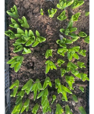 Pachet zambile la ghiveci inradacinate, mix culori, 4 ghivece, roz, albastru, alb, P10