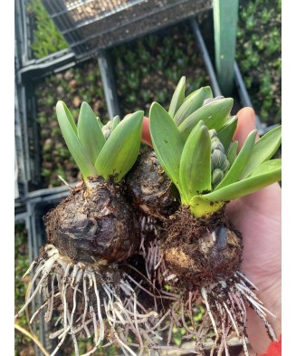 Pachet zambile la ghiveci...