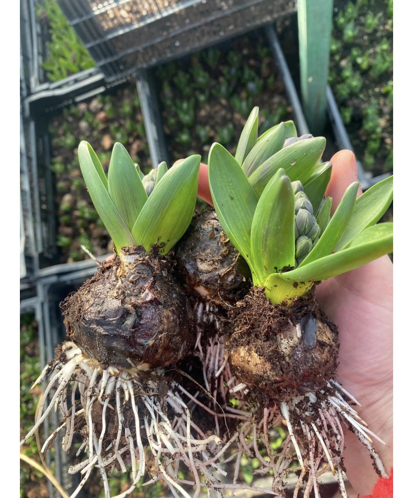 Pachet zambile la ghiveci inradacinate, mix culori, 4 ghivece, roz, albastru, alb, P10