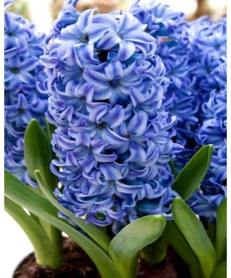 Pachet zambile la ghiveci inradacinate, mix culori, 4 ghivece, roz, albastru, alb, P10