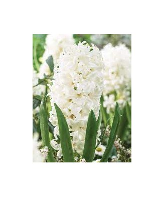 Pachet zambile la ghiveci inradacinate, mix culori, 4 ghivece, roz, albastru, alb, P10