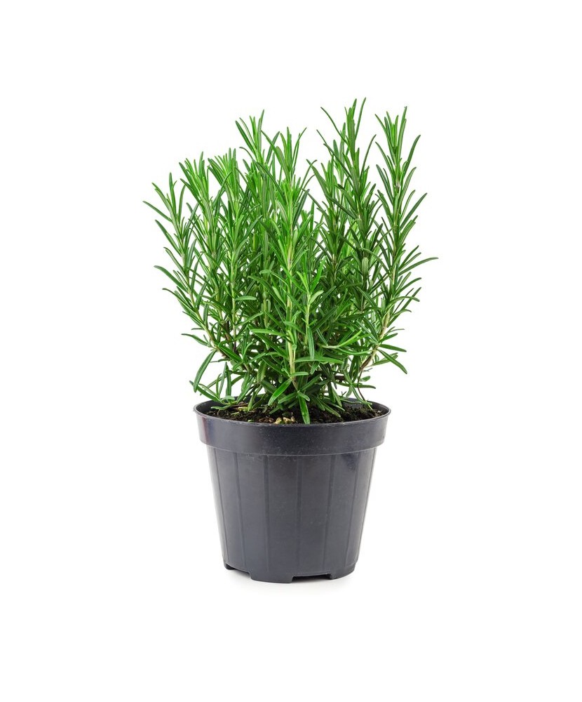 Planta aromatica, Rozmarin romanesc,  ghiveci 10cm