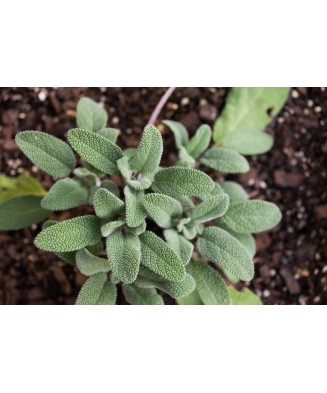 Planta medicinala, Salvia...