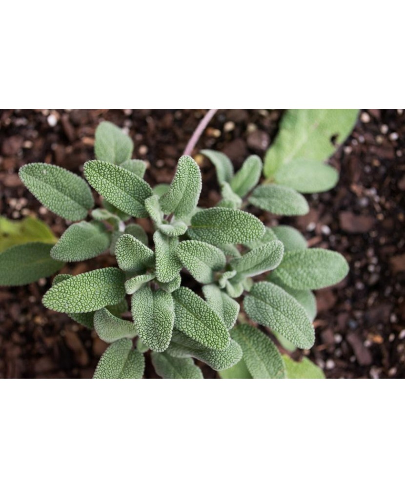 Planta medicinala, Salvia Officinalis,  ghiveci 10cm