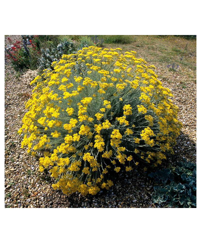 Immortelle – Helichrysum italicum (ghiveci 12 cm)