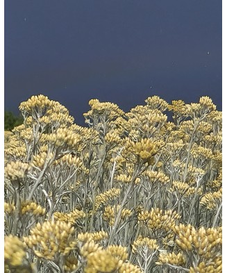 Immortelle – Helichrysum italicum (ghiveci 12 cm)