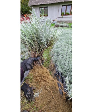 Immortelle – Helichrysum italicum (ghiveci 12 cm)