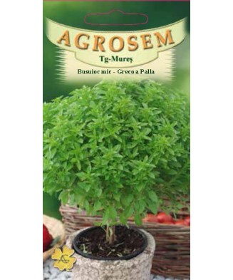 Seminte,Busuioc mic Greco...