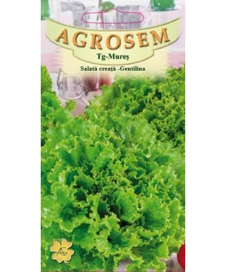 Seminte,Salata Gentilina 1.5gr