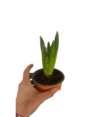 Zambila la ghiveci inradacinata, mix culori, P8, 1 buc