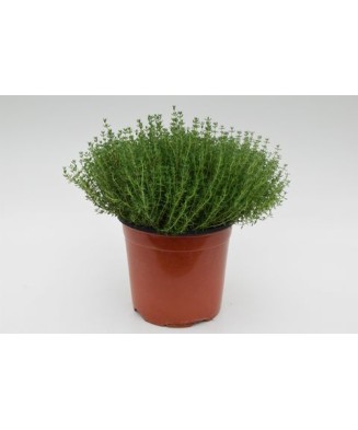 Planta la ghiveci,...