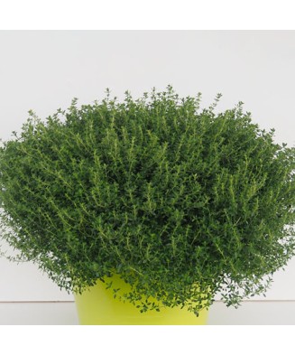 Planta la ghiveci, Cimbru...