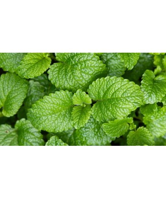 Menta Clasica, ghiveci 10cm