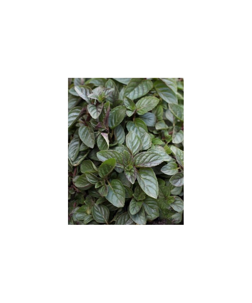 Mentă Ciocolată (Mentha x piperita ‘Chocolate’), ghiveci 10 cm