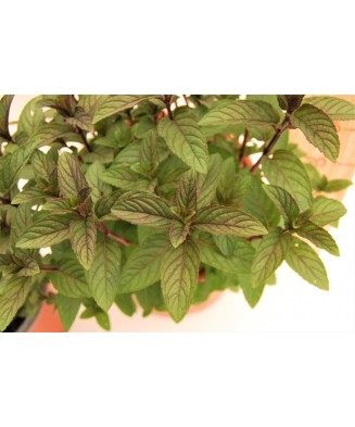 Mentă Ciocolată (Mentha x piperita ‘Chocolate’), ghiveci 10 cm