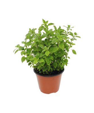 Planta la ghiveci, Oregano,...