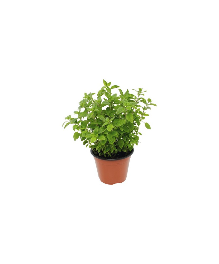 Planta la ghiveci, Oregano, Ghiveci 10 cm