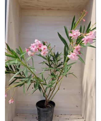 Leandru aclimatizat (Nerium...