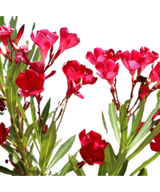 Leandru aclimatizat (Nerium oleander) roz-roșu – ghiveci 20 cm