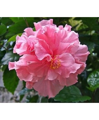 Hibiscus (Trandafir...