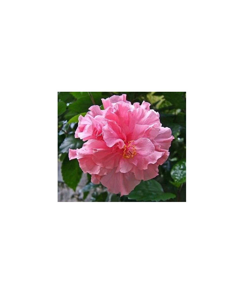 Hibiscus (Trandafir Chinezesc) – floare dublă, ghiveci 20 cm