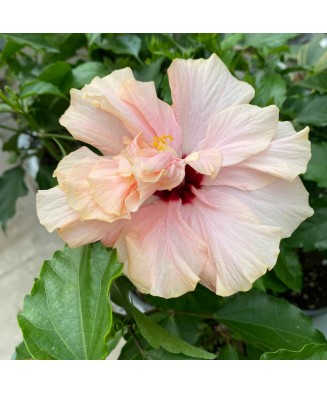 Hibiscus (Trandafir Chinezesc) – floare dublă, ghiveci 20 cm