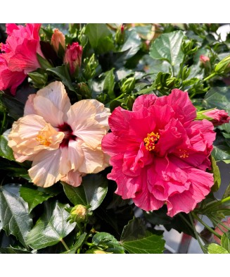 Hibiscus (Trandafir Chinezesc) – floare dublă, ghiveci 20 cm