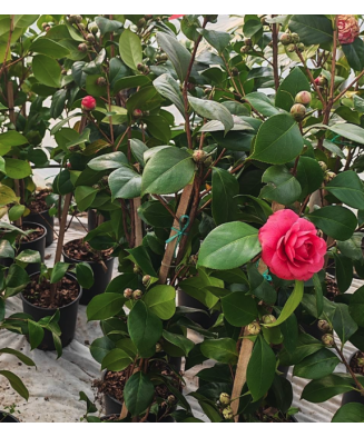 Camelia Japonica, arbust...