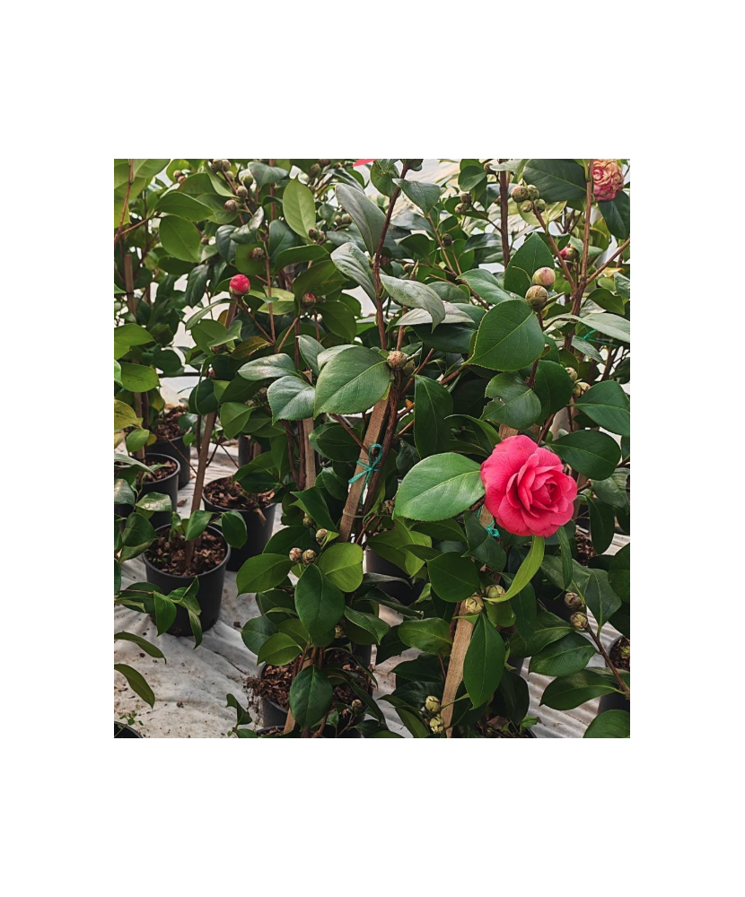 Camelia Japonica, arbust ornamental, semiumbra, ghiveci 20cm, mix, 100cm