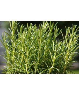 Planta la ghiveci, Rozmarin, Ghiveci 10 cm