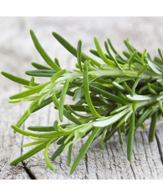 Planta la ghiveci, Rozmarin, Ghiveci 10 cm