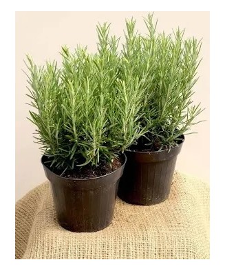 Planta la ghiveci, Rozmarin, Ghiveci 10 cm
