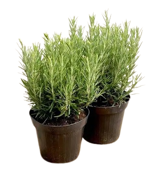 Planta la ghiveci,...