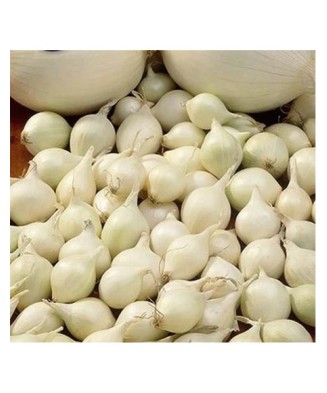 Arpagic Ceapa Alb, Snowball, 8/21mm, 0.500kg