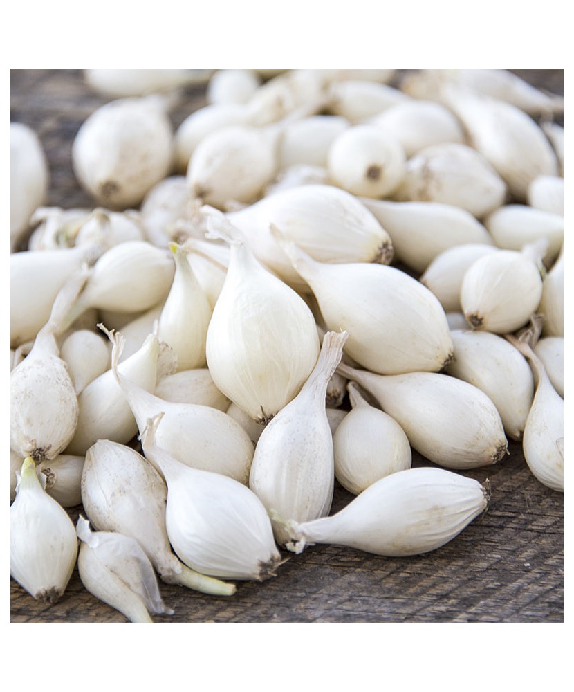 Arpagic Ceapa Alb, Snowball, 8/21mm, 0.500kg