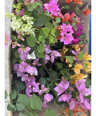 Floare de hartie, Bougainvillea, ghiveci 12cm