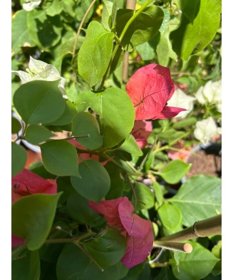 Floare de hartie, Bougainvillea, ghiveci 12cm